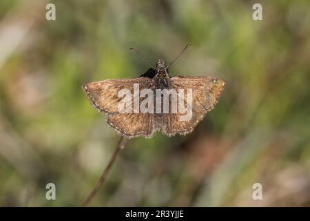 Erynnis Tages, conosciuto come Dingy skipper Foto Stock
