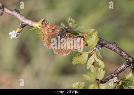 Erynnis Tages, conosciuto come Dingy skipper Foto Stock