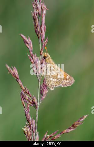 Hesperia virgola, noto come skipper con macchie d'argento, skipper con marchio comune, skipper con erba Holartic Foto Stock