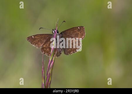 Erynnis Tages, conosciuto come Dingy skipper Foto Stock