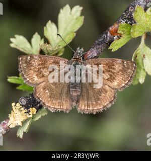 Erynnis Tages, conosciuto come Dingy skipper Foto Stock