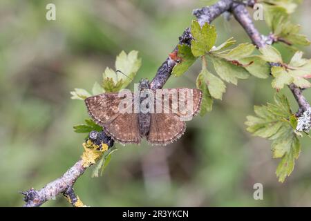 Erynnis Tages, conosciuto come Dingy skipper Foto Stock