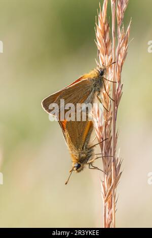 Thymelicus sylvestris, noto come la piccola farfalla skipper Foto Stock