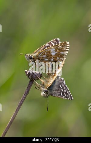 Pyrgus malvae, copula della farfalla grizzled skipper Foto Stock