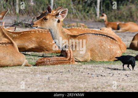 Cervi al West Midlands Safari Park, Bewdley, Worcestershire, Regno Unito Foto Stock