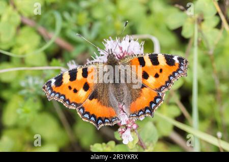 Aglais orticae, sin. Nymphalis orticae, conosciuta come piccola farfalla tartaruga Foto Stock