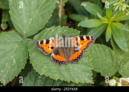 Aglais orticae, sin. Nymphalis orticae, conosciuta come piccola farfalla tartaruga Foto Stock