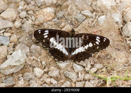 Limenitis camilla, conosciuto come l'ammiraglio bianco, l'ammiraglio bianco eurasiatico Foto Stock