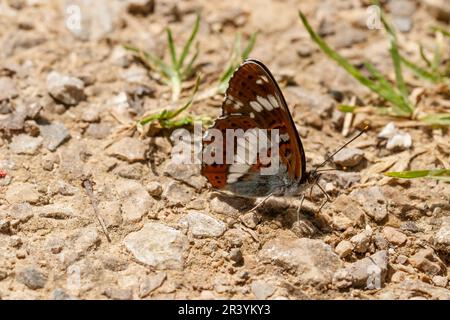 Limenitis camilla, conosciuto come l'ammiraglio bianco, l'ammiraglio bianco eurasiatico Foto Stock