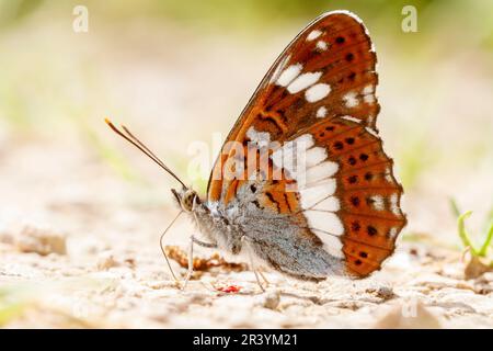 Limenitis camilla, conosciuto come l'ammiraglio bianco, l'ammiraglio bianco eurasiatico Foto Stock