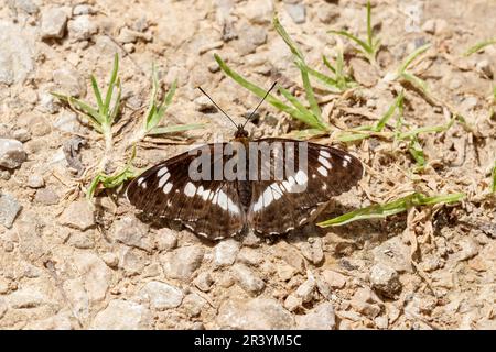 Limenitis camilla, conosciuto come l'ammiraglio bianco, l'ammiraglio bianco eurasiatico Foto Stock