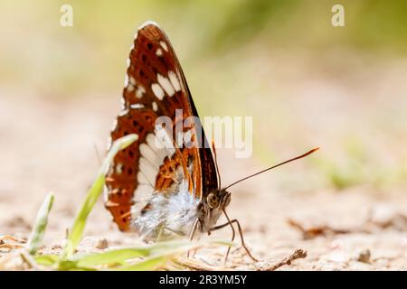 Limenitis camilla, conosciuto come l'ammiraglio bianco, l'ammiraglio bianco eurasiatico Foto Stock