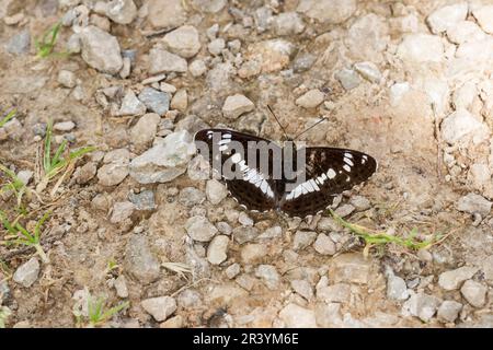 Limenitis camilla, conosciuto come l'ammiraglio bianco, l'ammiraglio bianco eurasiatico Foto Stock