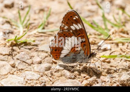 Limenitis camilla, conosciuto come l'ammiraglio bianco, l'ammiraglio bianco eurasiatico Foto Stock