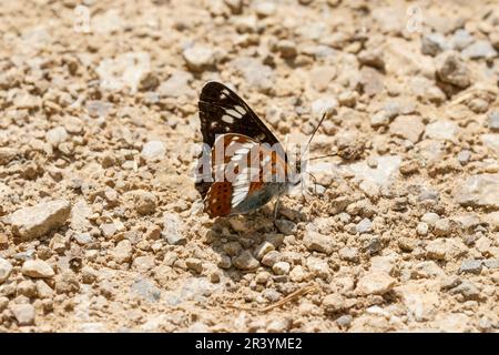 Limenitis camilla, conosciuto come l'ammiraglio bianco, l'ammiraglio bianco eurasiatico Foto Stock