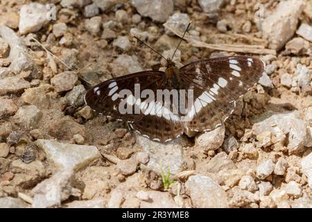 Limenitis camilla, conosciuto come l'ammiraglio bianco, l'ammiraglio bianco eurasiatico Foto Stock