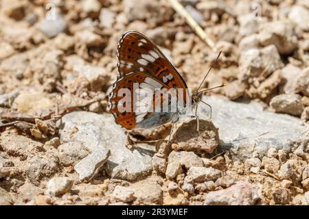 Limenitis camilla, conosciuto come l'ammiraglio bianco, l'ammiraglio bianco eurasiatico Foto Stock