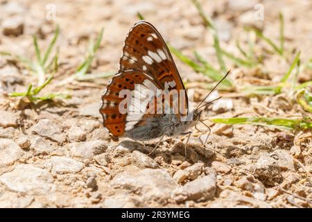 Limenitis camilla, conosciuto come l'ammiraglio bianco, l'ammiraglio bianco eurasiatico Foto Stock