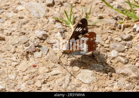 Limenitis camilla, conosciuto come l'ammiraglio bianco, l'ammiraglio bianco eurasiatico Foto Stock