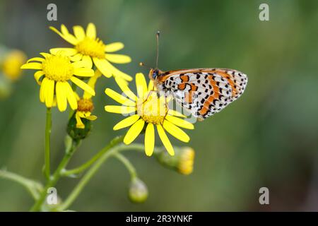 Melitaea dipyma, conosciuto come fritillary spotted, Red-band fritillary (farfalla maschile) Foto Stock