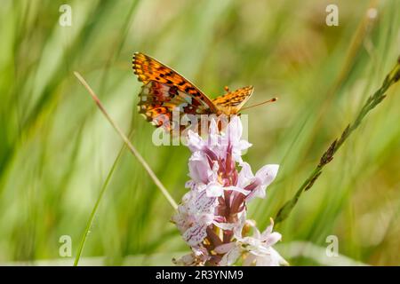 Boloria aquilonaris, conosciuta come la farfalla del mirtillo rosso Foto Stock