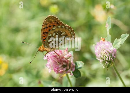 Speyeria aglaja, SYN. Argynnis aglaja, conosciuto come frittilario verde scuro Foto Stock