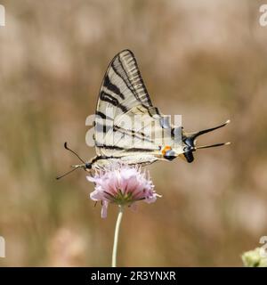 Iphiclides podalirus, conosciuto come coda di rondine scarna meridionale, coda di rondine di Sail, coda di rondine di Pear-tree Foto Stock