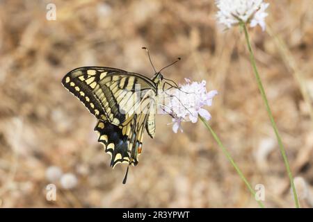 Papilio machaon, conosciuto come coda di rondine del Vecchio mondo, coda di rondine gialla comune, coda di rondine europea Foto Stock