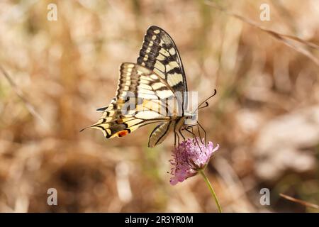 Papilio machaon, conosciuto come coda di rondine del Vecchio mondo, coda di rondine gialla comune, coda di rondine europea Foto Stock