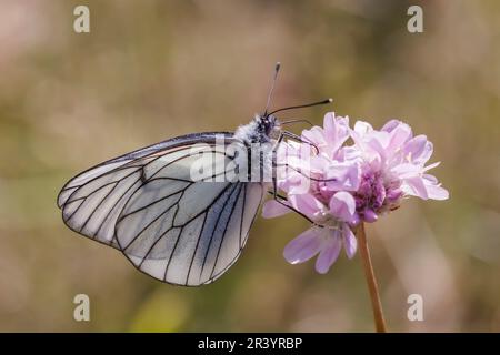 Aboria crataegi, conosciuta come farfalla bianca venata nera, bianca venata nera Foto Stock