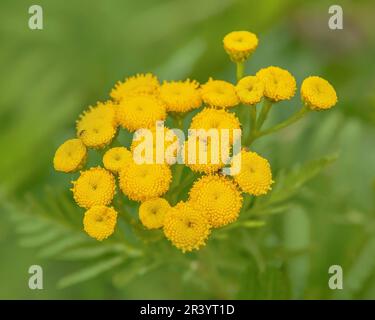 Tansy comune "Tanacetum vulgare" Foto Stock