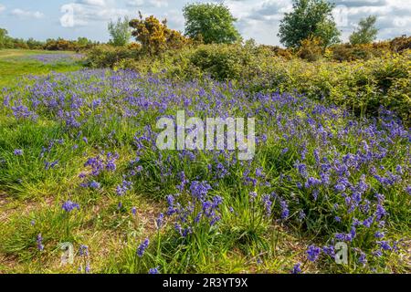 Swathe, inglese, Bluebells, (Hyacinthoides non-scripta), Ashdown Forest, Sussex orientale, Foto Stock