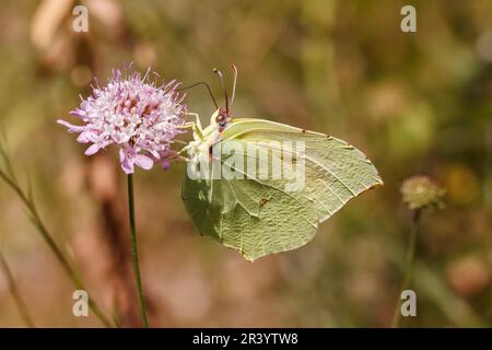 Gonepteryx cleopatra, noto come Cleopatra, Cleopatra farfalla (copula) Foto Stock