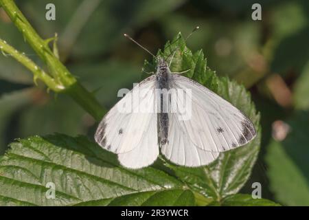 Pieris rapae, conosciuto come piccolo bianco, piccolo bianco cavolo, farfalla cavolo, bianco cavolo Foto Stock