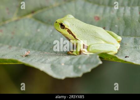 Ayla arborea, conosciuta come rana europea, rana, rana comune dalla Germania Foto Stock