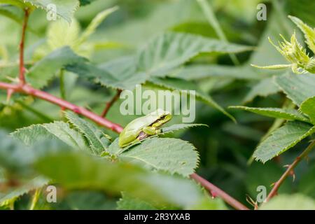 Ayla arborea, conosciuta come rana europea, rana, rana comune dalla Germania Foto Stock
