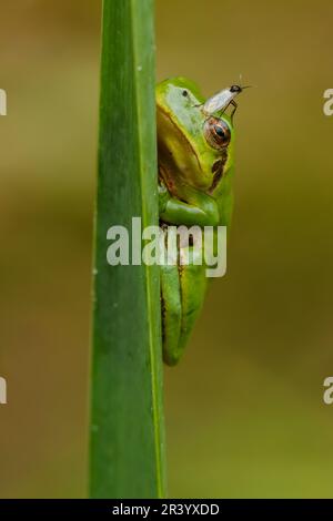 Ayla arborea, conosciuta come rana europea, rana, rana comune dalla Germania Foto Stock
