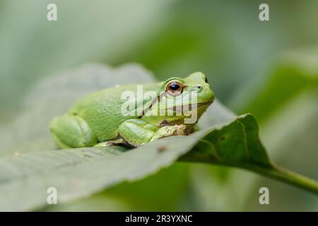 Ayla arborea, conosciuta come rana europea, rana, rana comune dalla Germania Foto Stock