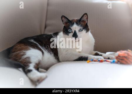 gatto bianco e nero con occhi blu sdraiato su un divano bianco Foto Stock