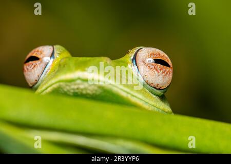 Boophis sibilans, rana dal Parco Nazionale di Ranomafana, Madagascar fauna selvatica Foto Stock