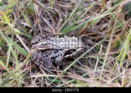 Rana arvalis, conosciuta come la rana di Moor, una specie in via di estinzione proveniente dalla Germania Foto Stock