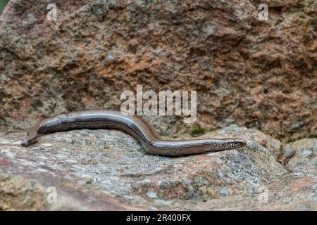 Anguis fragilis, conosciuto come Blindworm, Blind worm, Slowworm, Slow worm, Sommatore sordo, slowworm comune Foto Stock
