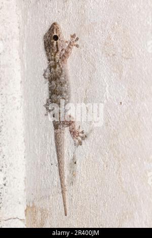 Tarentola mauritanica, conosciuta come geco moresco, geco comune europeo, geco comune muro, geco muro Foto Stock