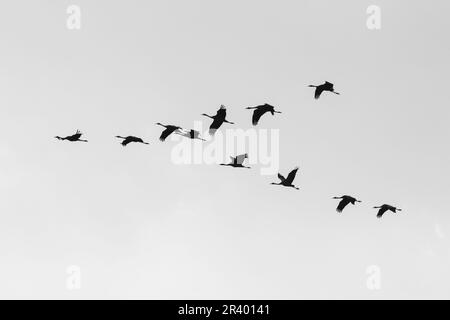 Gru (Grus grus), nota come gru comune, gru eurasiatica d'Europa Foto Stock