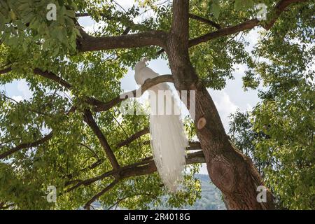 Mut. Critico Pavo. alba, conosciuta come Peafowl indiano, Peafowl bianco, Peafowl, Peafowl comune Foto Stock