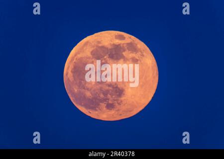 Superluna rosa al crepuscolo blu. Foto Stock