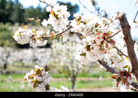 Campo di mandorli in fiore in una soleggiata giornata primaverile vicino a Tivissa. Foto Stock