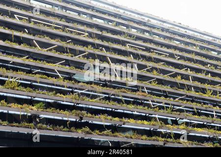 Un muro vivente di piante sul lato della Trinity College Business School a Dublino, Irlanda. Foto Stock