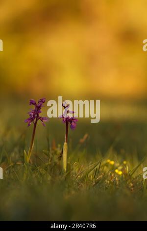 Orchis mascula, conosciuta come orchidea porpora precoce, orchidea macellaio blu, ocis porpora precoce Foto Stock