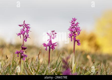 Orchis mascula, conosciuta come orchidea porpora precoce, orchidea macellaio blu, ocis porpora precoce Foto Stock